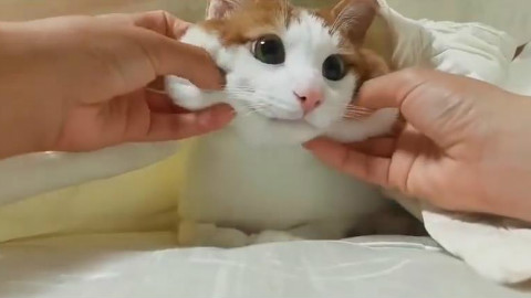原来喵星人也可以像柴犬一样这样揉……目测手感比柴柴好!